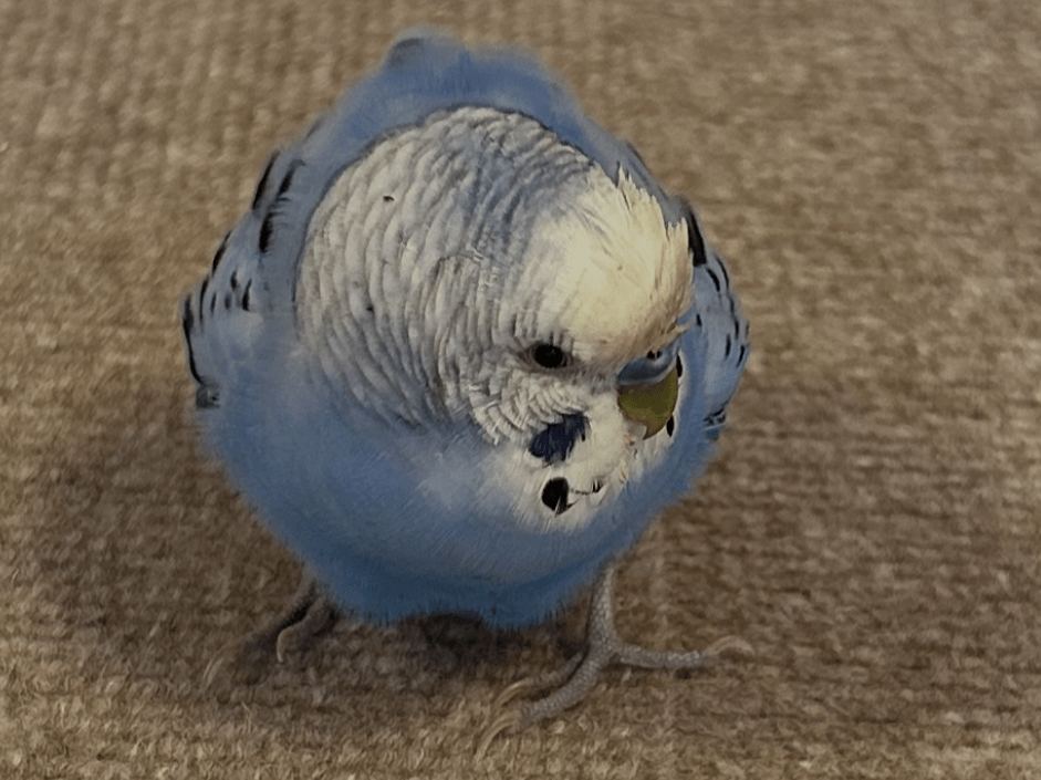 保護された鳥