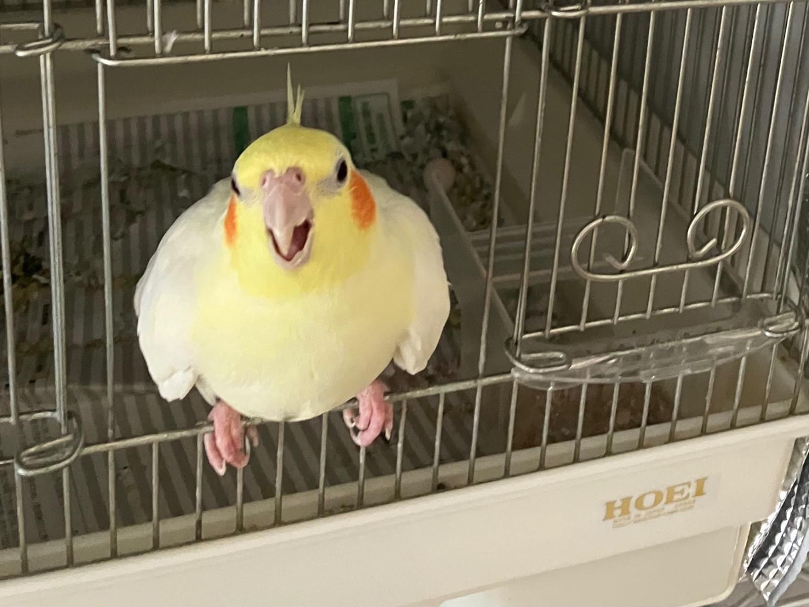 ニコちゃん ニコちゃん