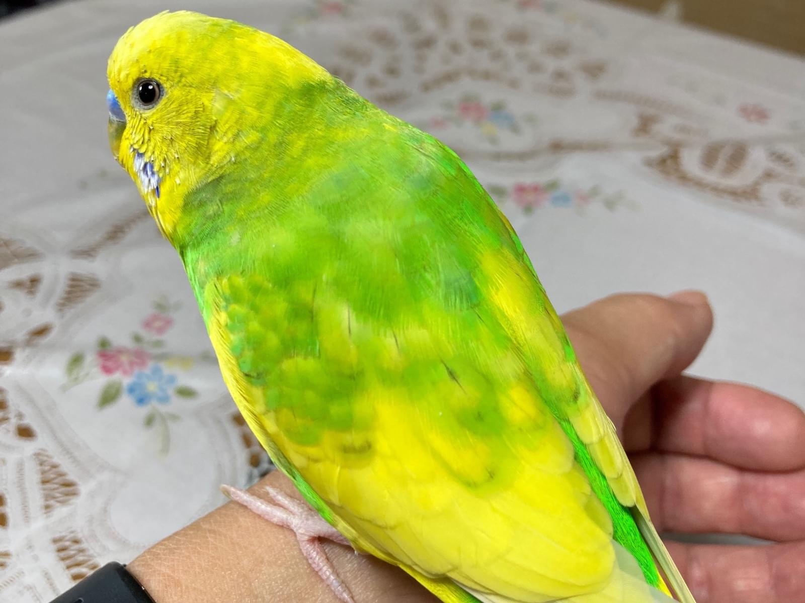 ピーちゃん ピーちゃん