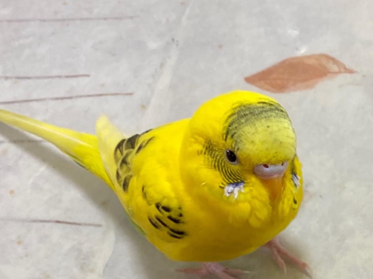 ぴーちゃん ぴーちゃん