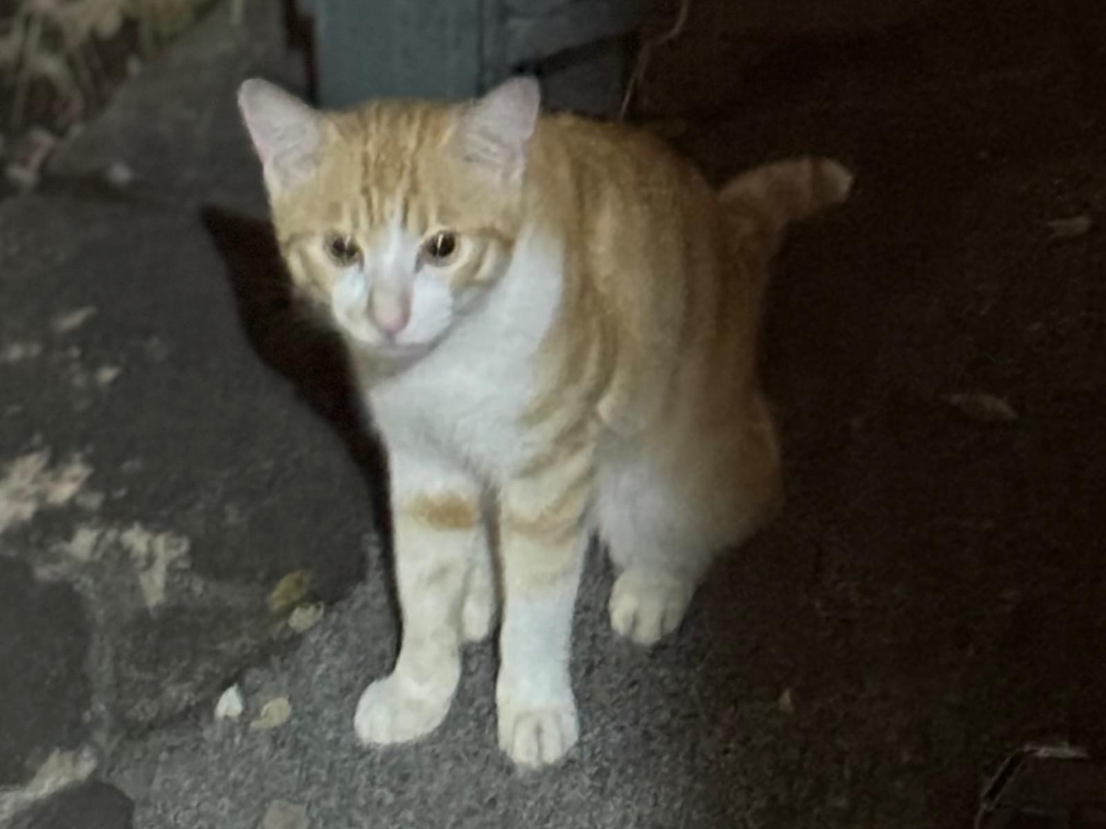 目撃された猫 目撃された猫