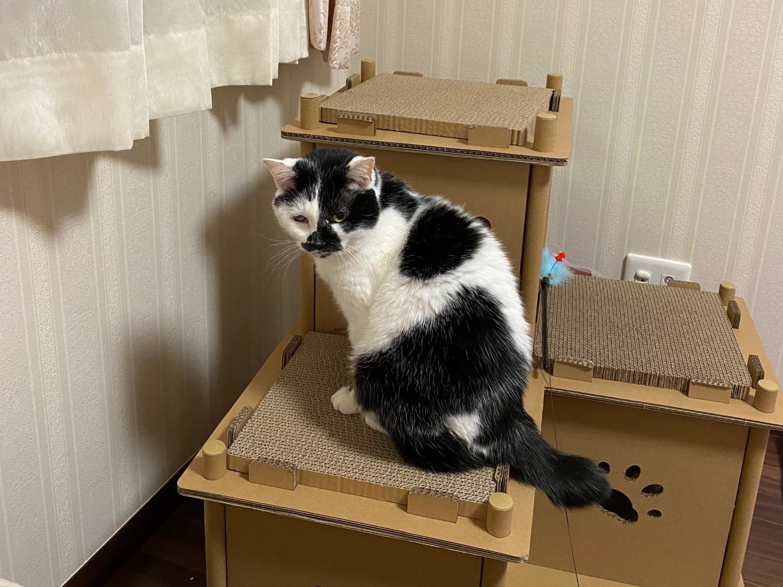 保護された猫 保護された猫