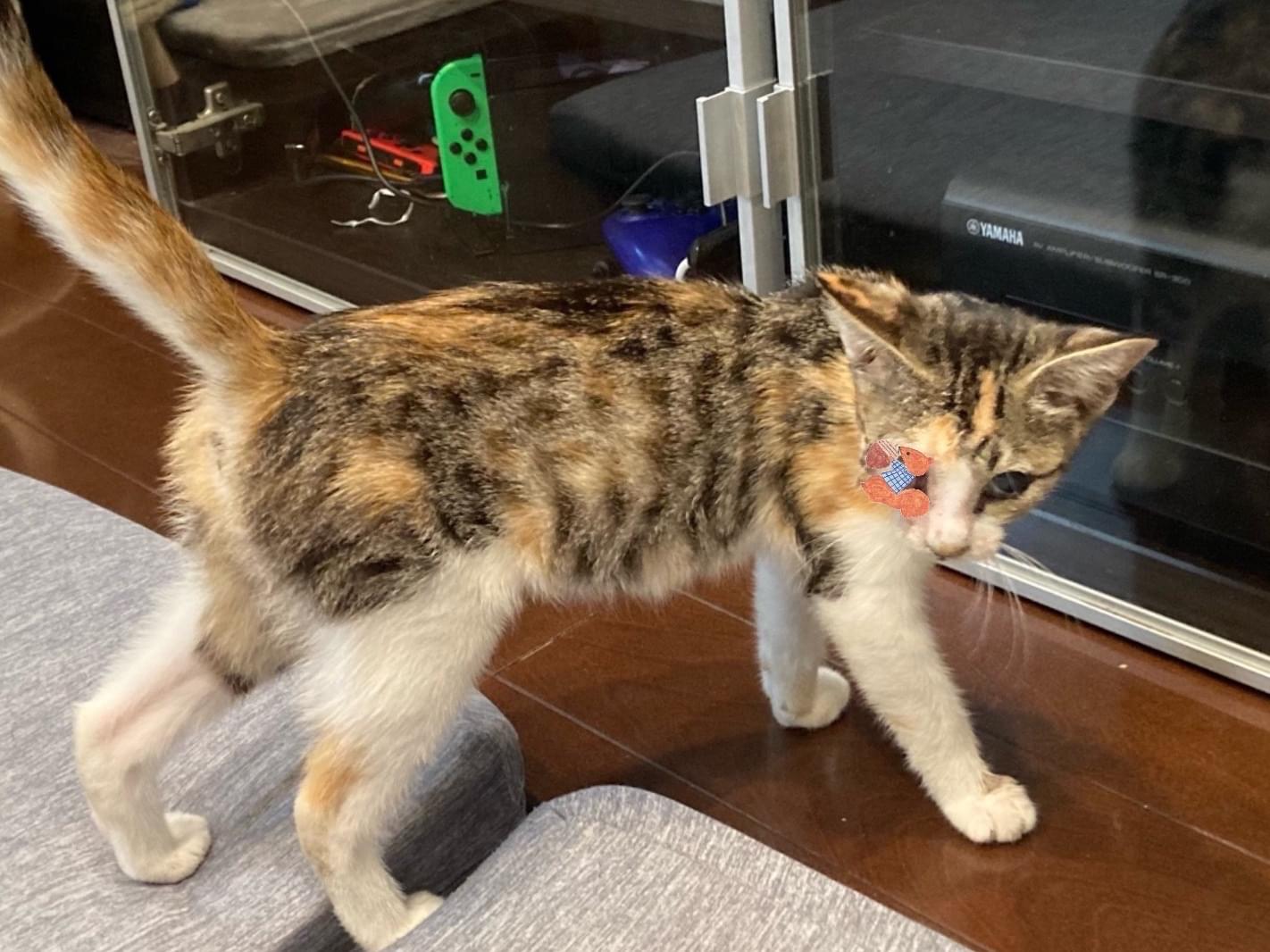 保護された猫 保護された猫