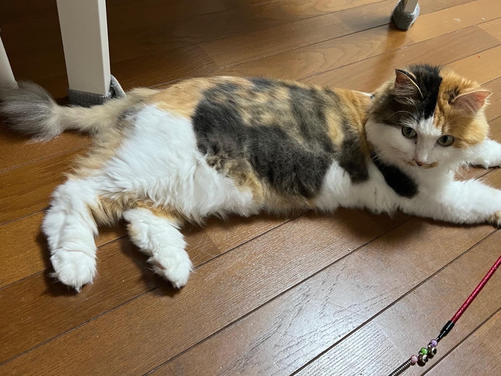 ミュちゃん