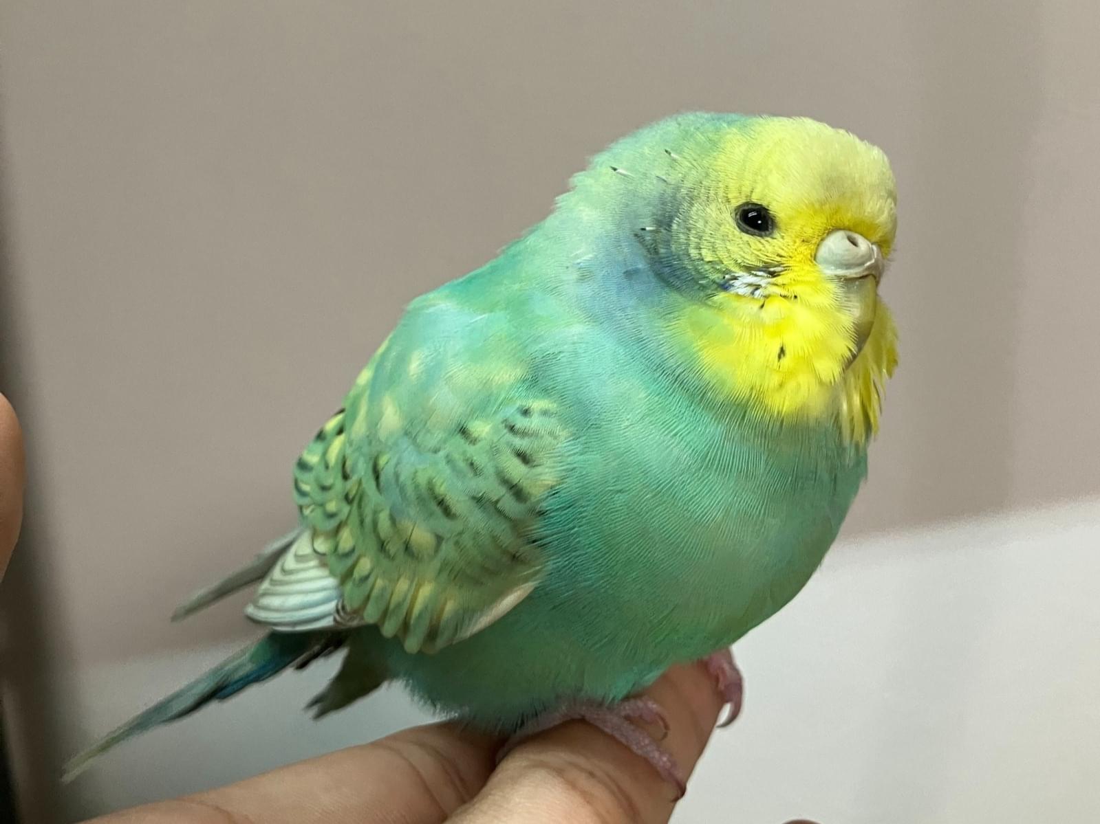 保護された鳥 保護された鳥