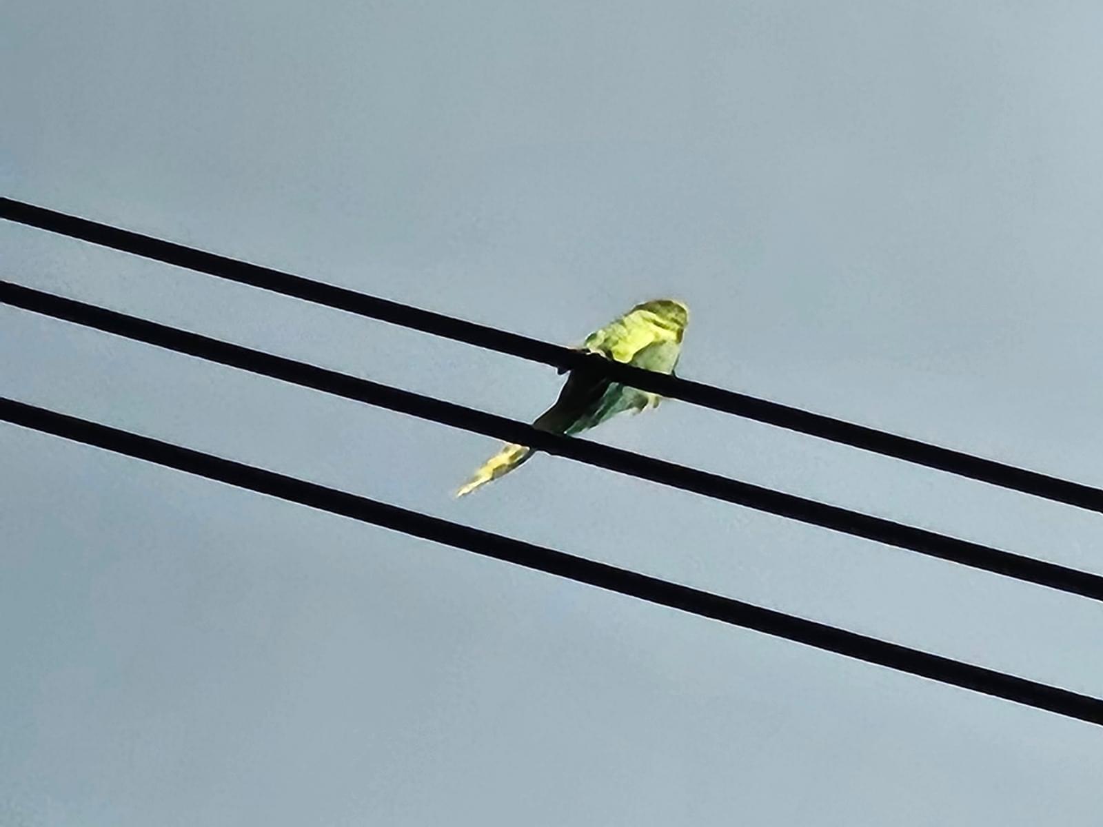 目撃された鳥