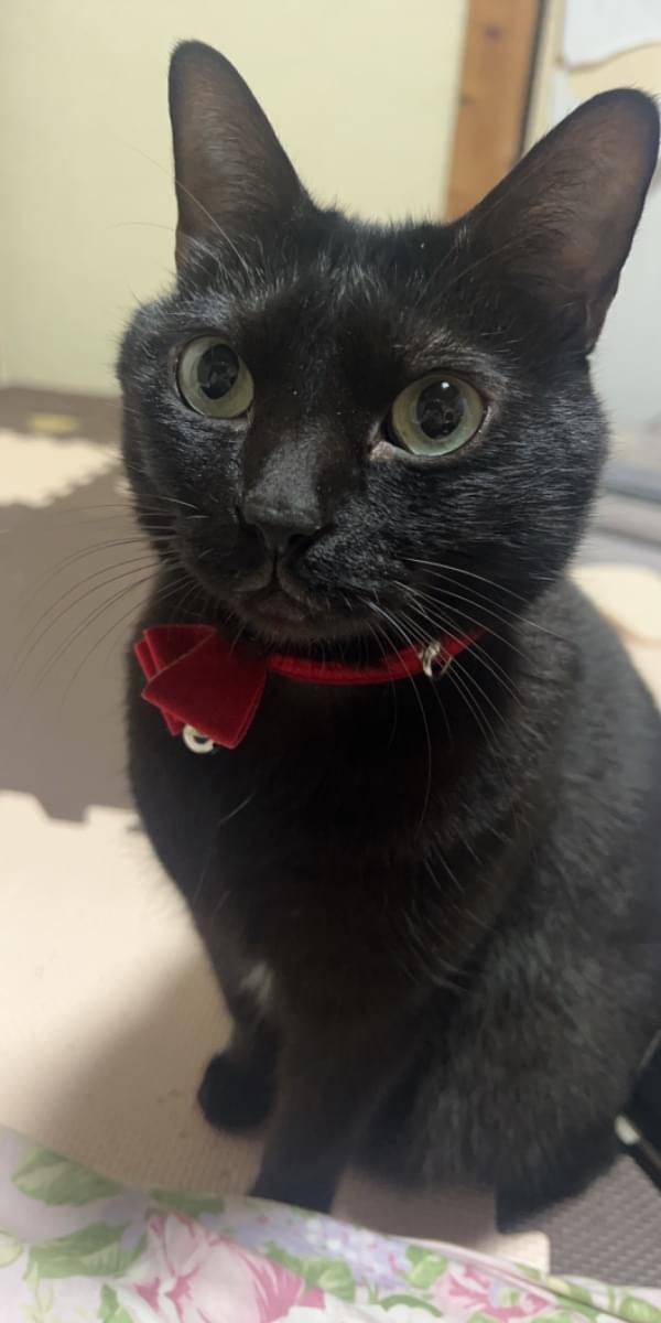 黒い招き猫 赤い耳と首輪レトロ 2f33690ef28425b0f813b7acf32e49