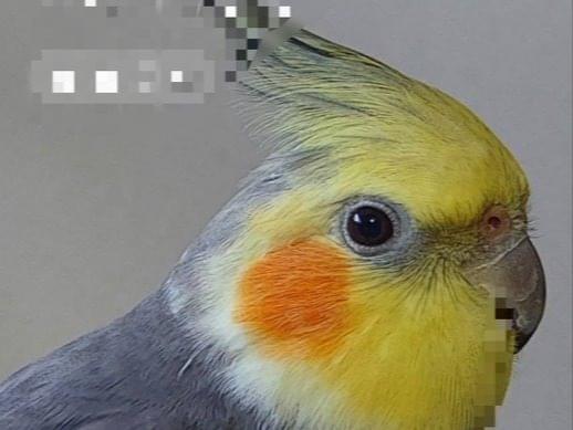 ひめちゃん ひめちゃん
