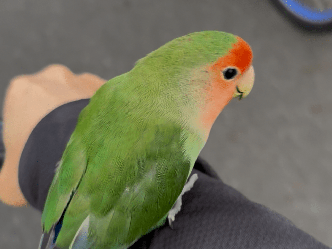 ぞうぞうちゃん ぞうぞうちゃん