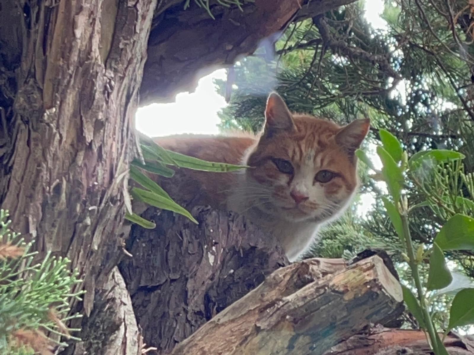 目撃された猫 目撃された猫