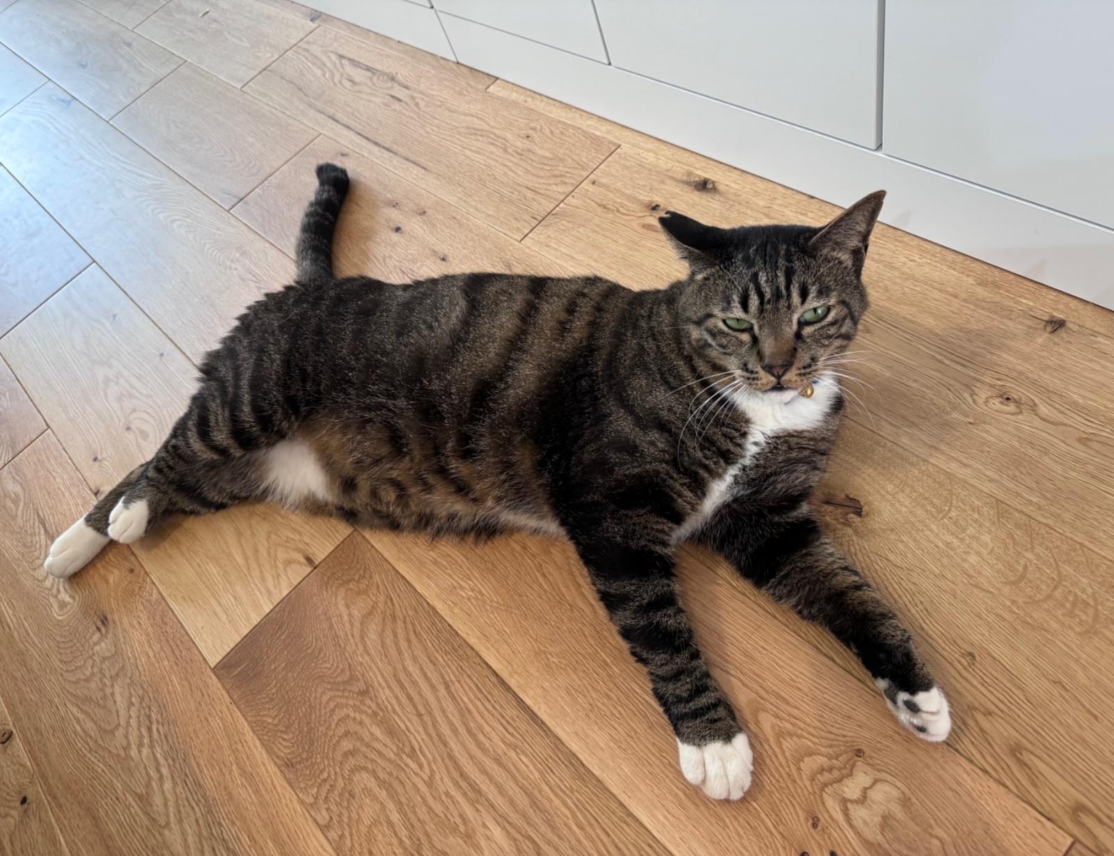 キジトラミケページ ちょっと毛色が薄めのキジトラくん | 雑種