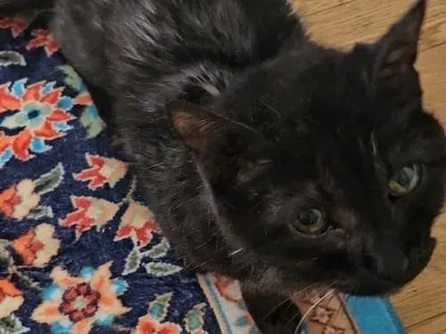 20歳の老ネコが帰ってきません