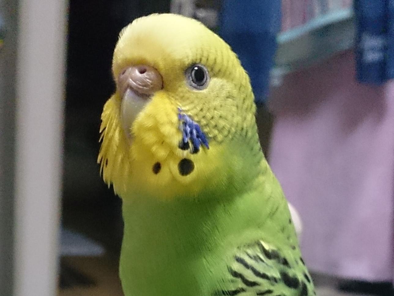 ピピちゃん ピピちゃん