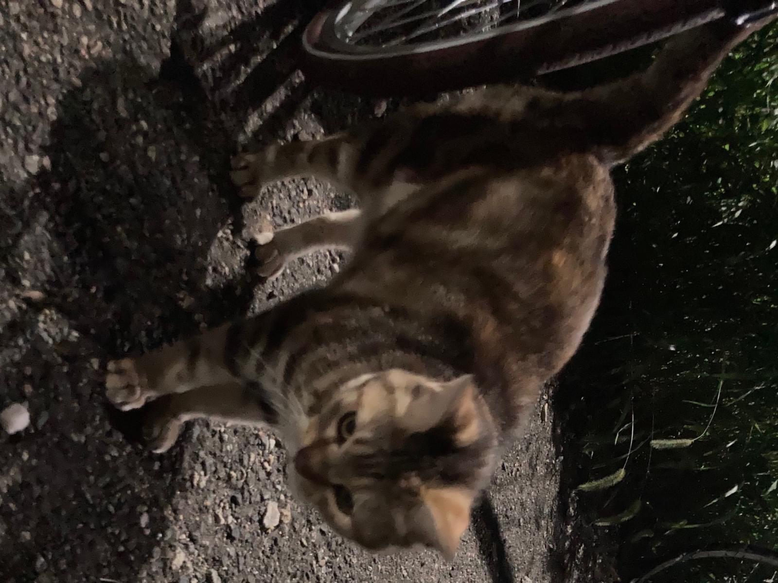 目撃された猫 目撃された猫