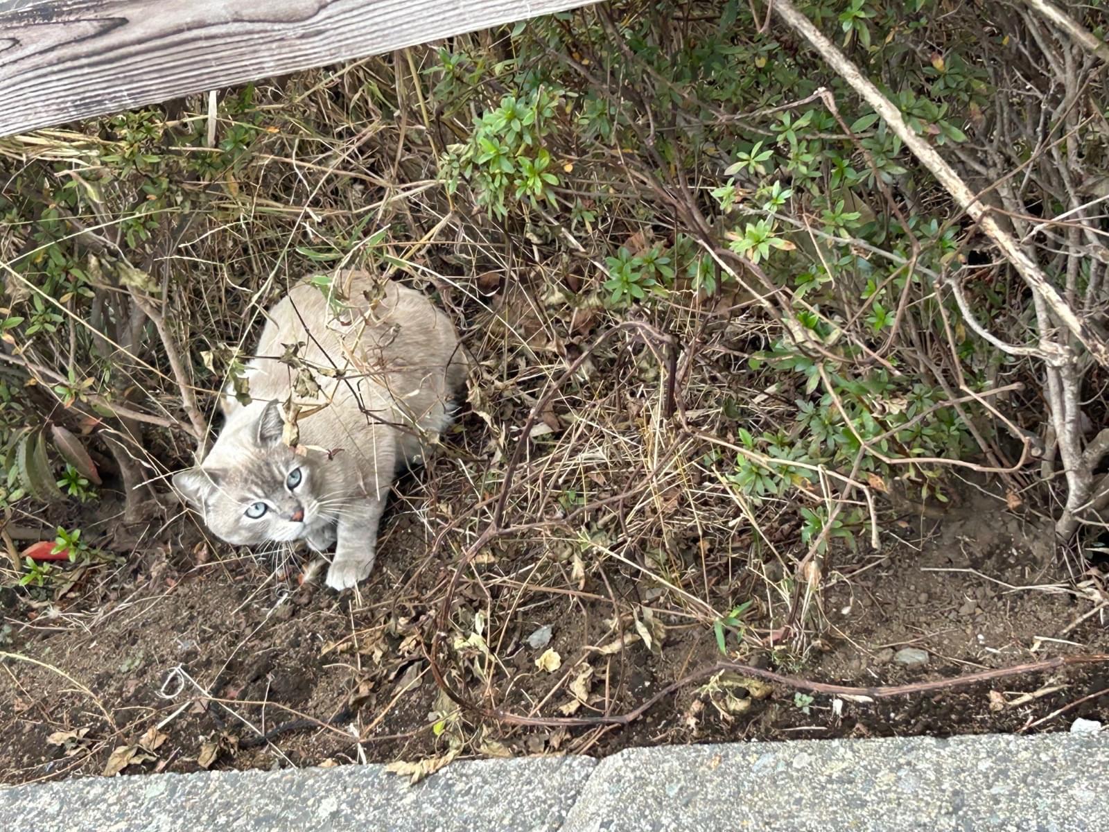 目撃された猫 目撃された猫