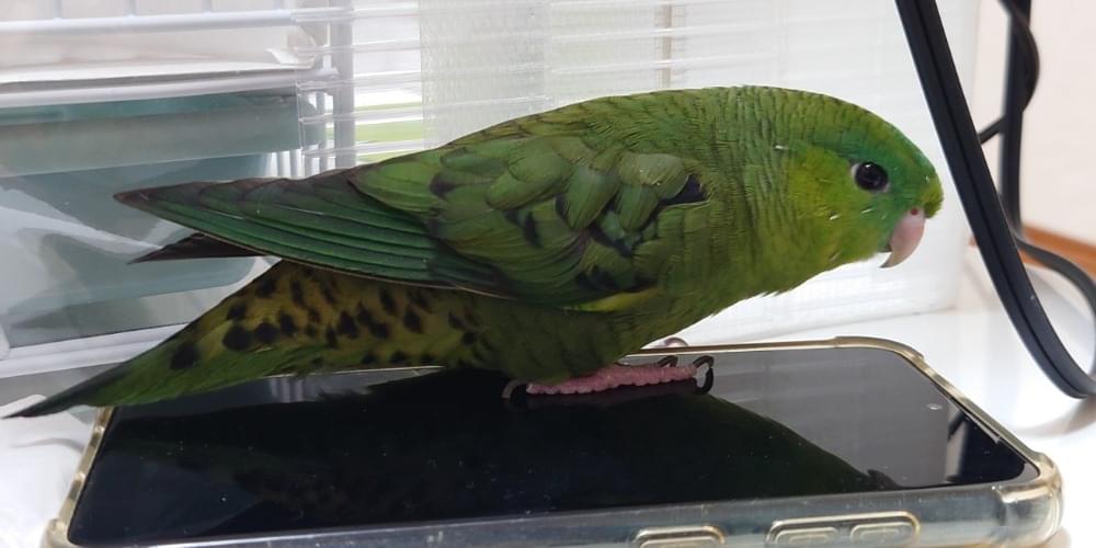 緑ノーマルのサザナミインコを探しています