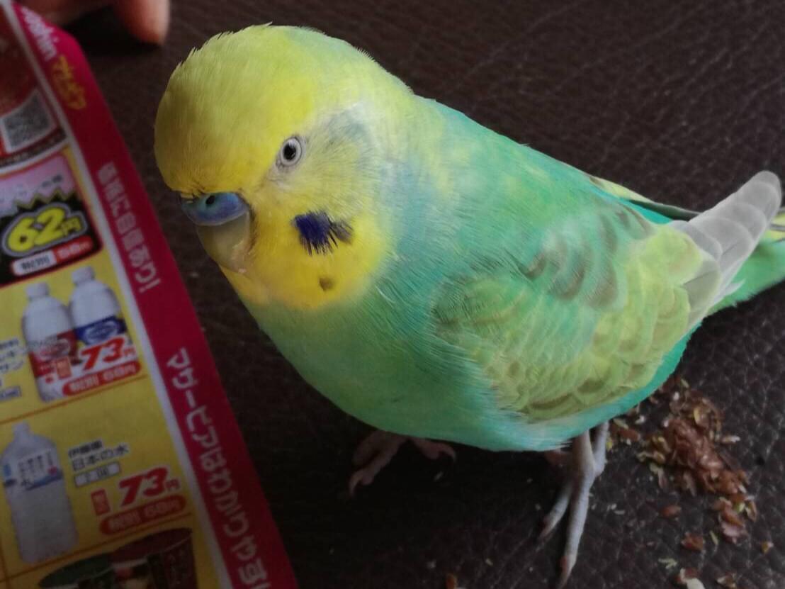 ぴこちゃん ぴこちゃん