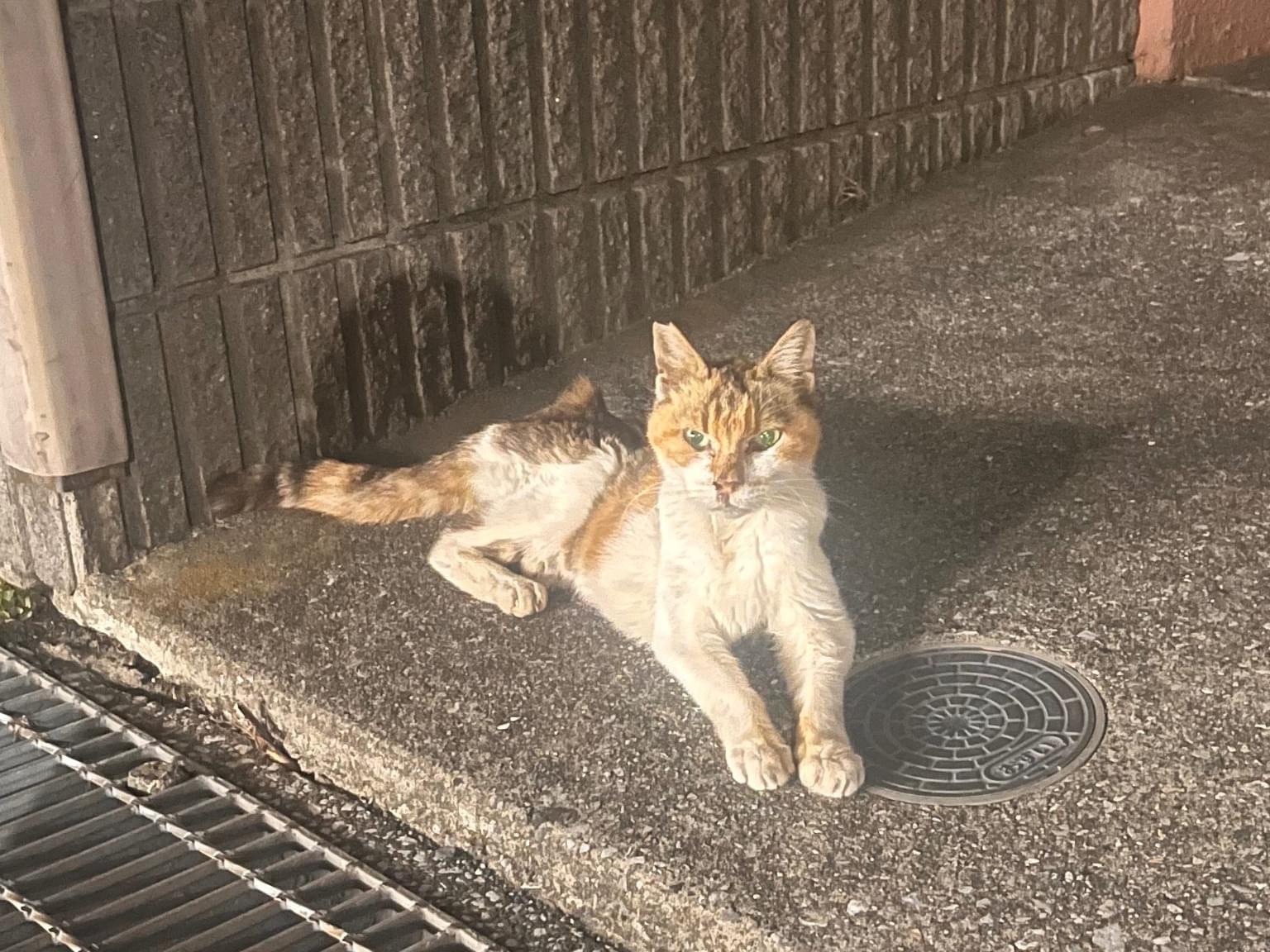 目撃された猫 目撃された猫