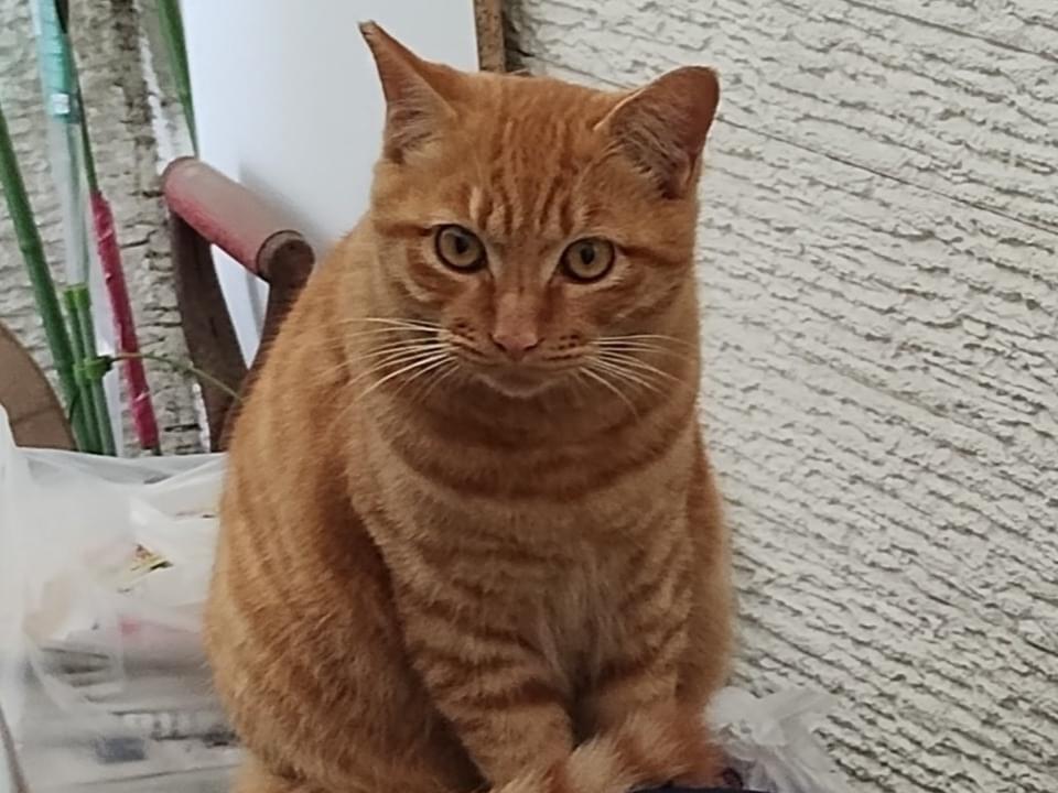ちゃちびちゃん ちゃちびちゃん