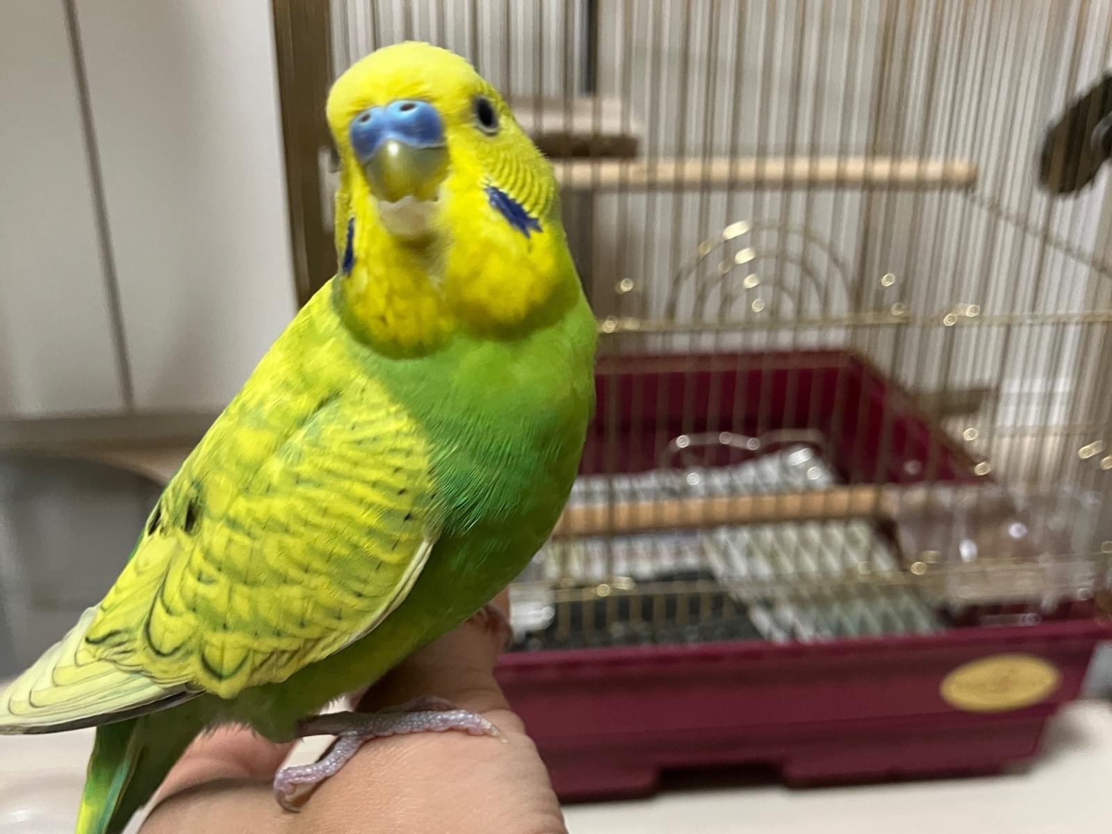 保護された鳥 保護された鳥