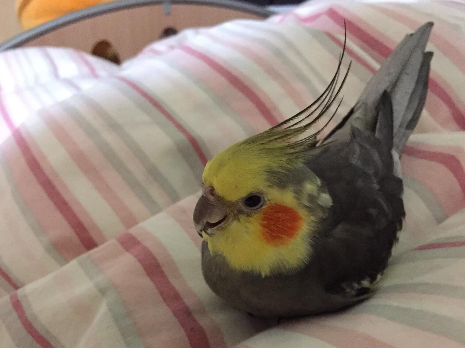 だちょんちゃん だちょんちゃん