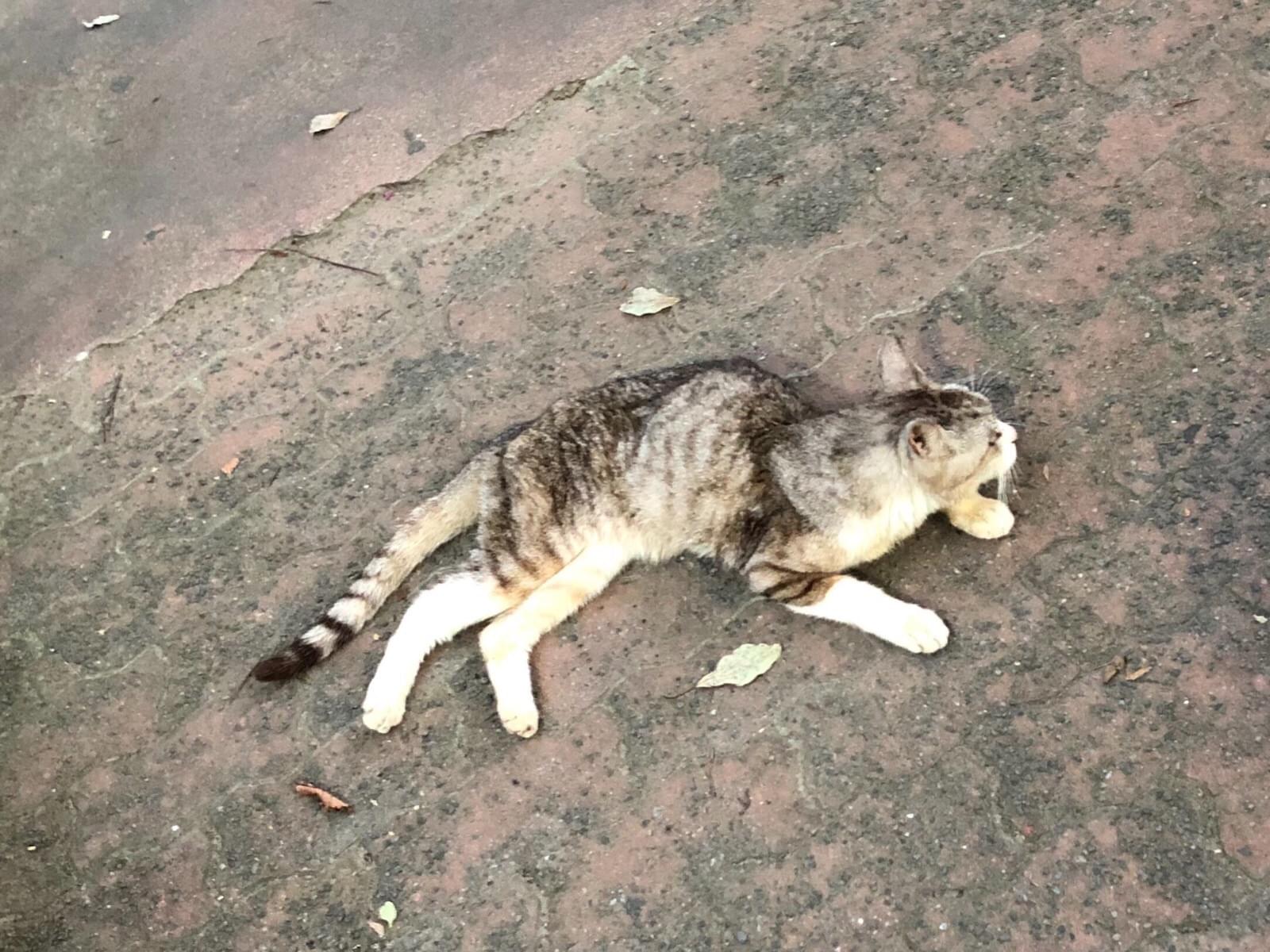 目撃された猫 目撃された猫