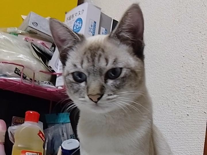 パレオちゃん