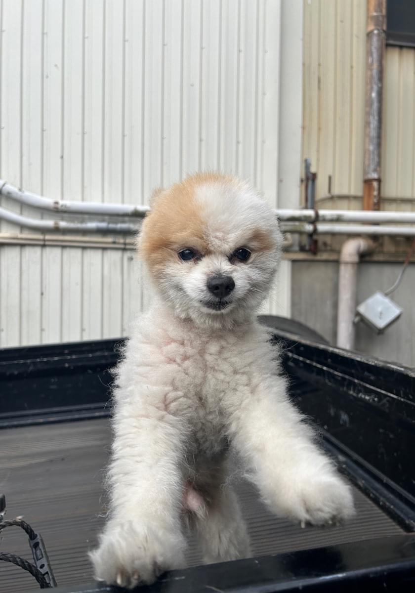 レア　リリパットレーン　迷子の子犬 迷子犬