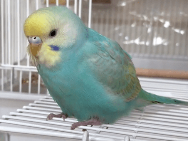 バニちゃん バニちゃん