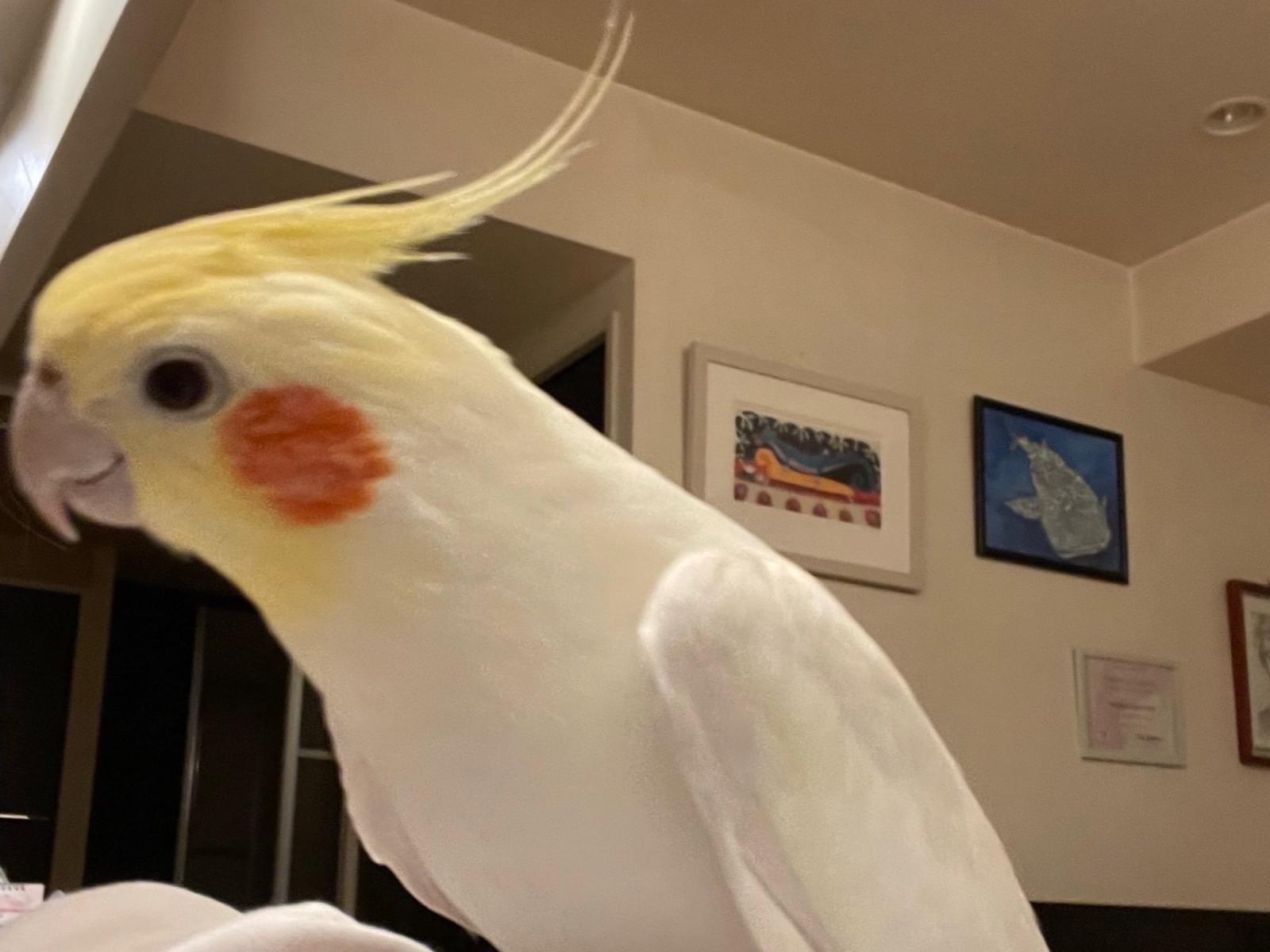 パピちゃん