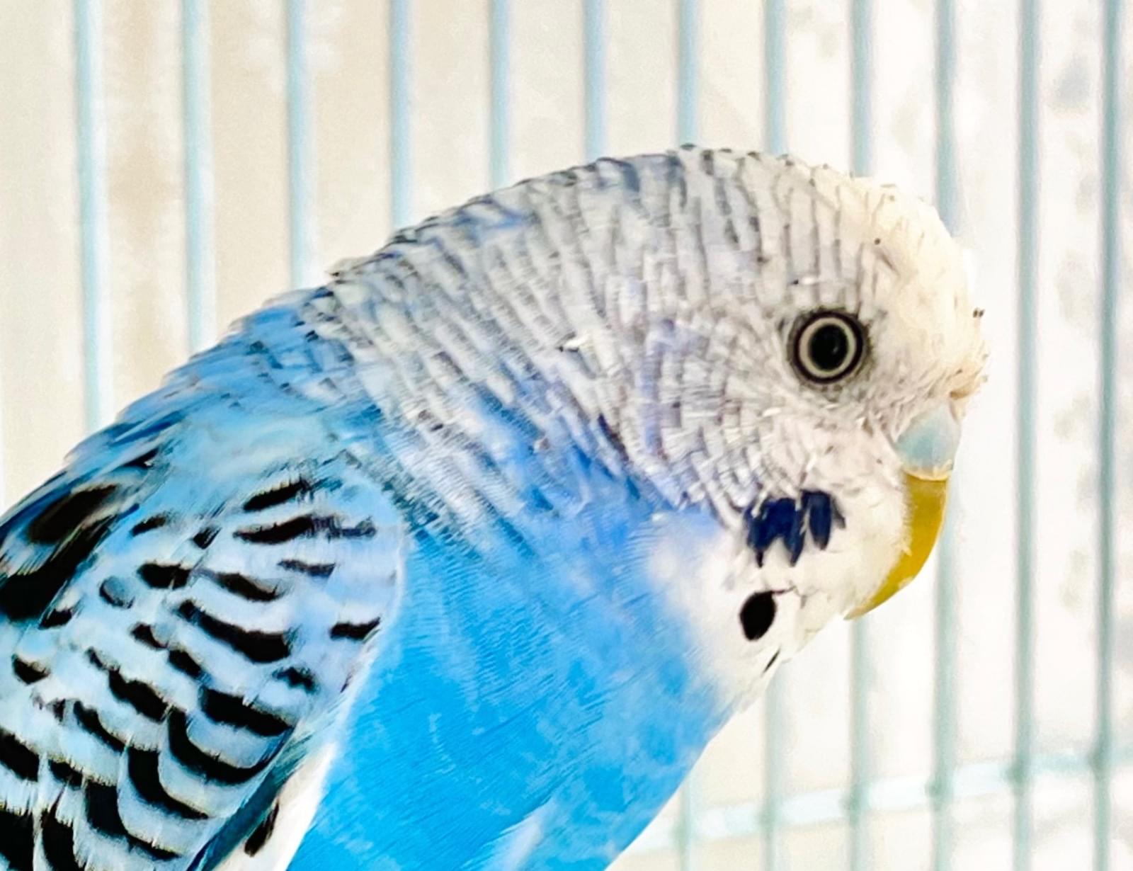 浜松市中区にてノーマルセキセイインコ ブルー系を保護