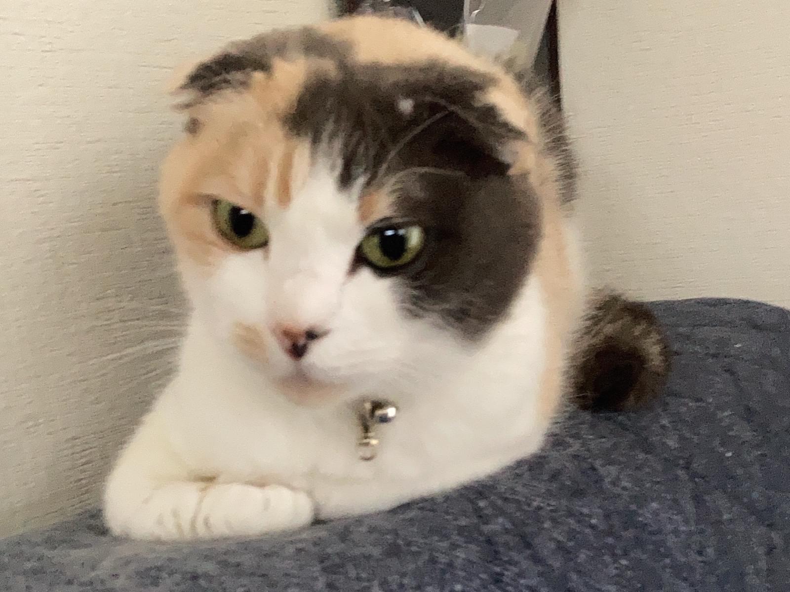 チビちゃん チビちゃん