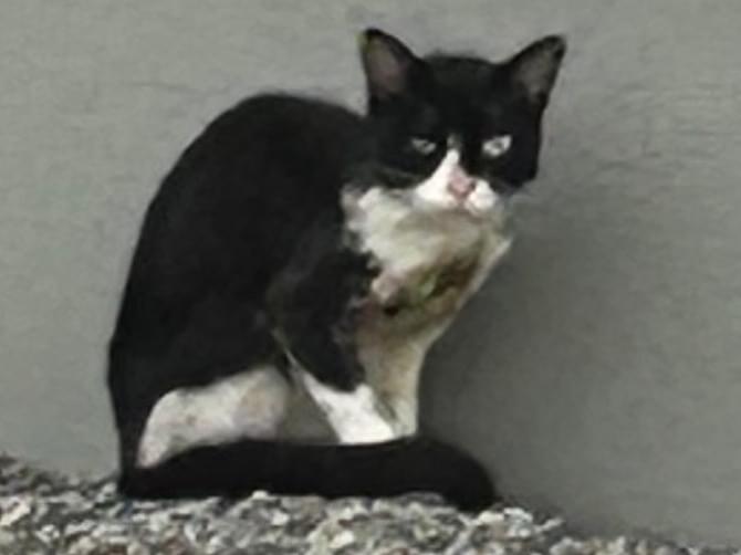 目撃された猫 目撃された猫