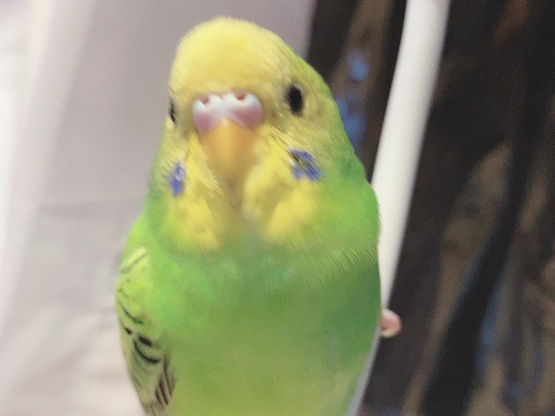 ちゃこちゃん ちゃこちゃん