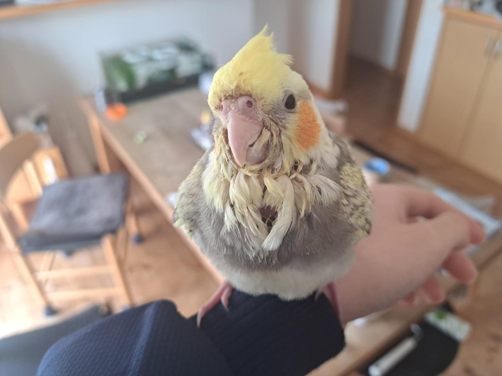 おーちゃん おーちゃん