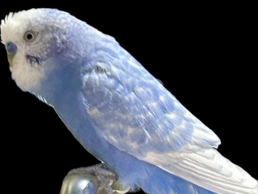 ソラピーちゃん