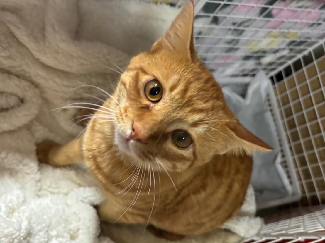 保護された猫 保護された猫