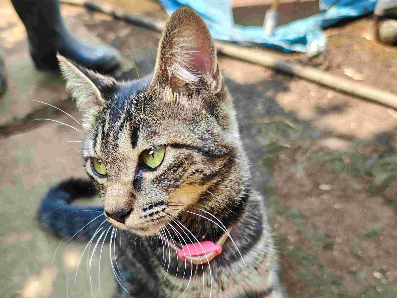保護された猫 保護された猫