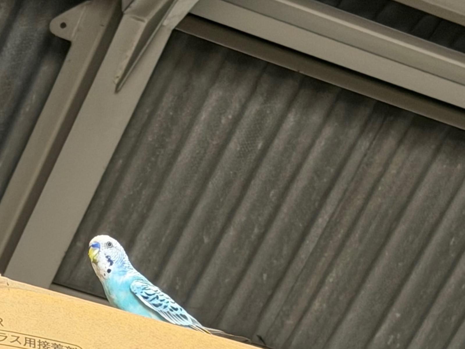 目撃された鳥