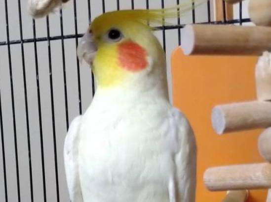 ピーちゃん ピーちゃん
