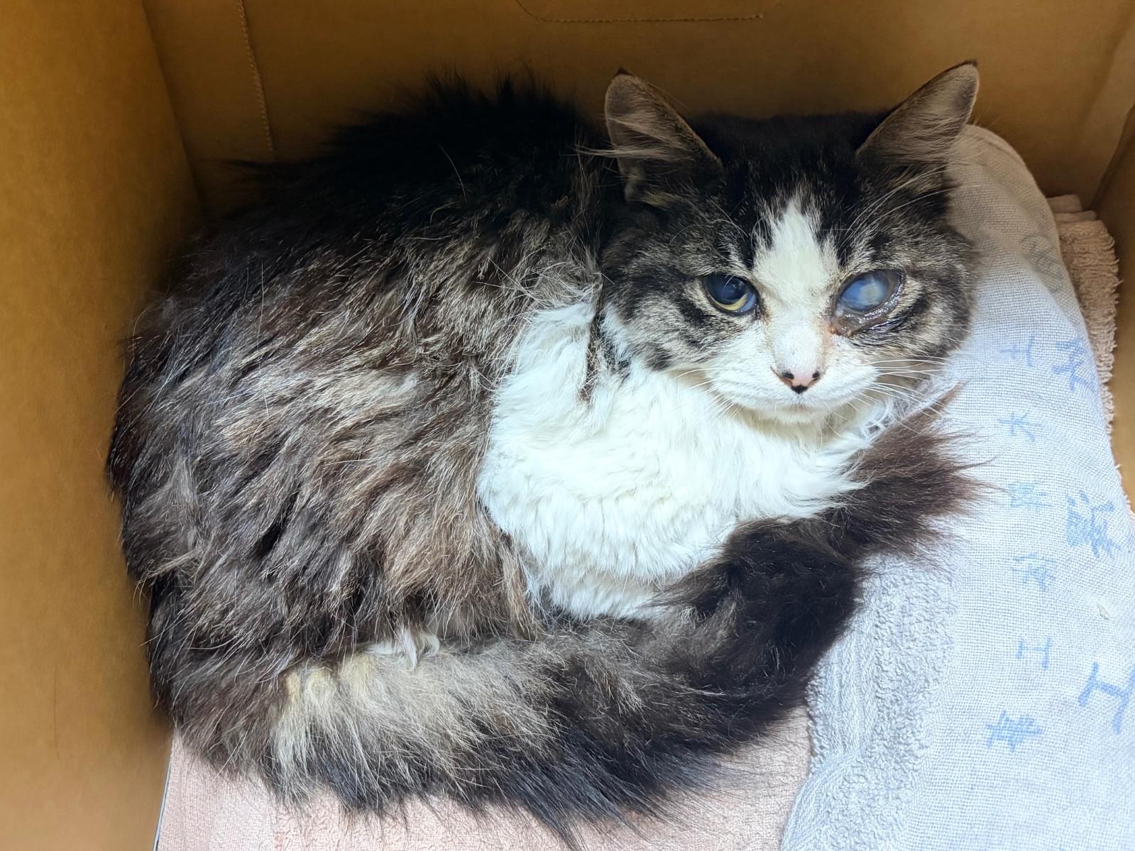 保護された猫