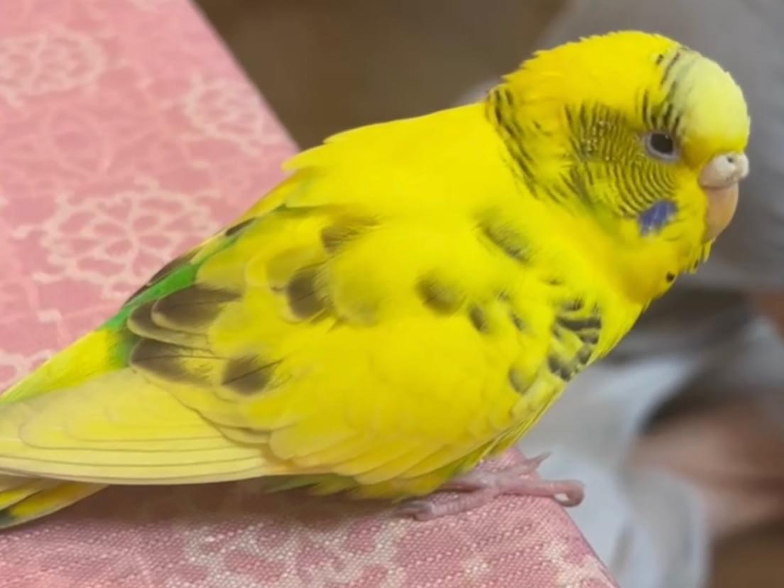 保護された鳥 保護された鳥