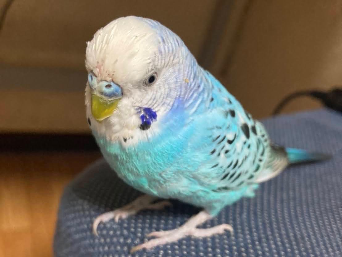 ももちちゃん ももちちゃん
