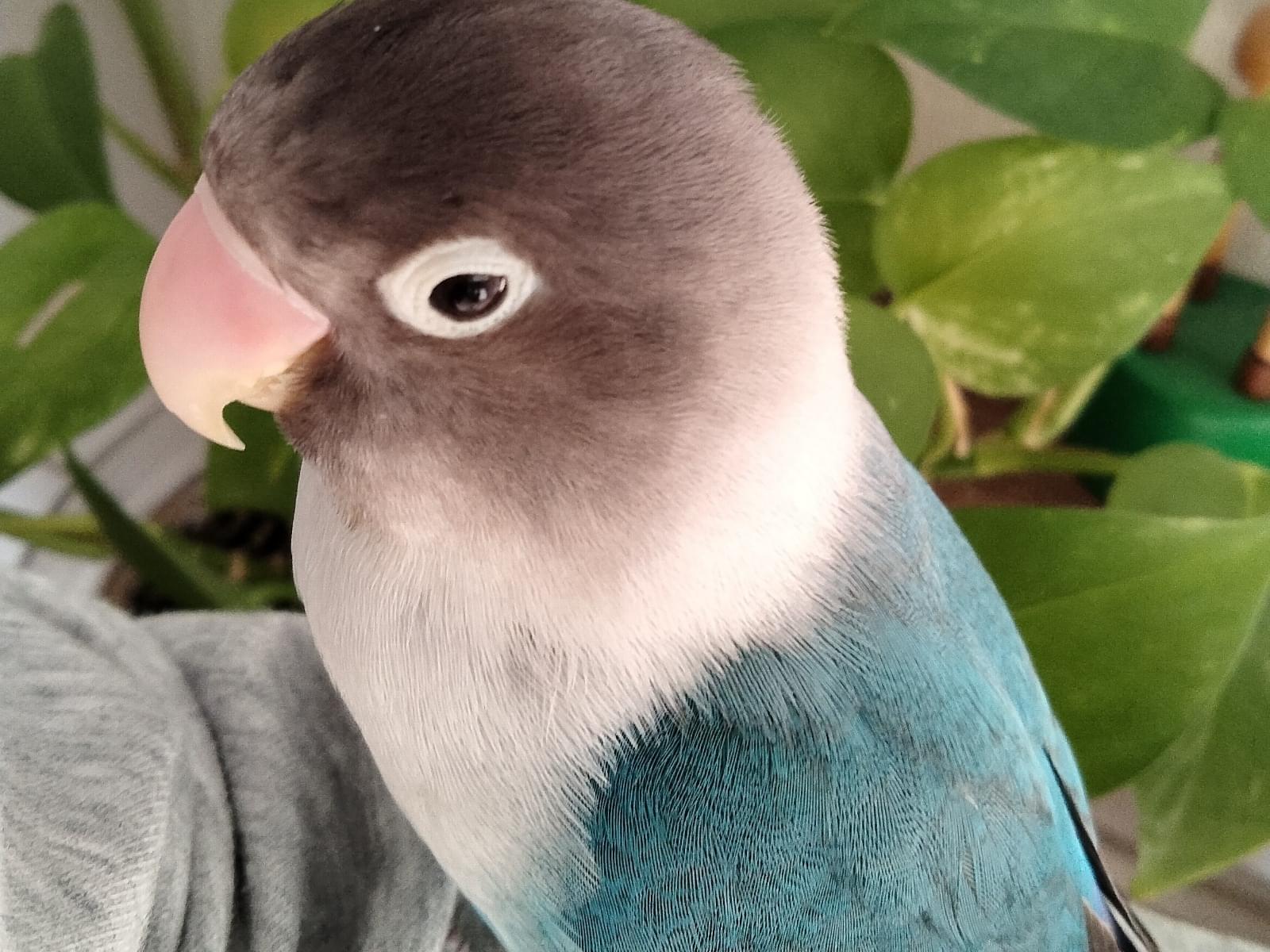 わさびちゃん わさびちゃん