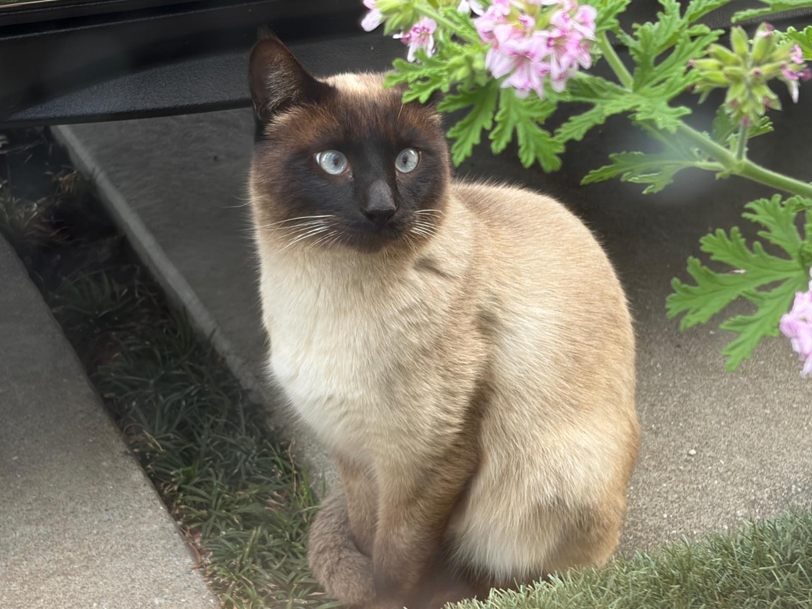 目撃された猫