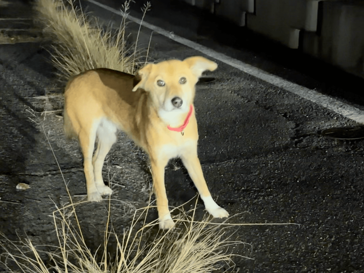 保護された犬 保護された犬