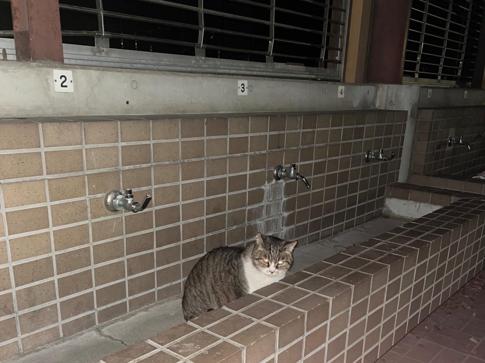 目撃された猫 目撃された猫
