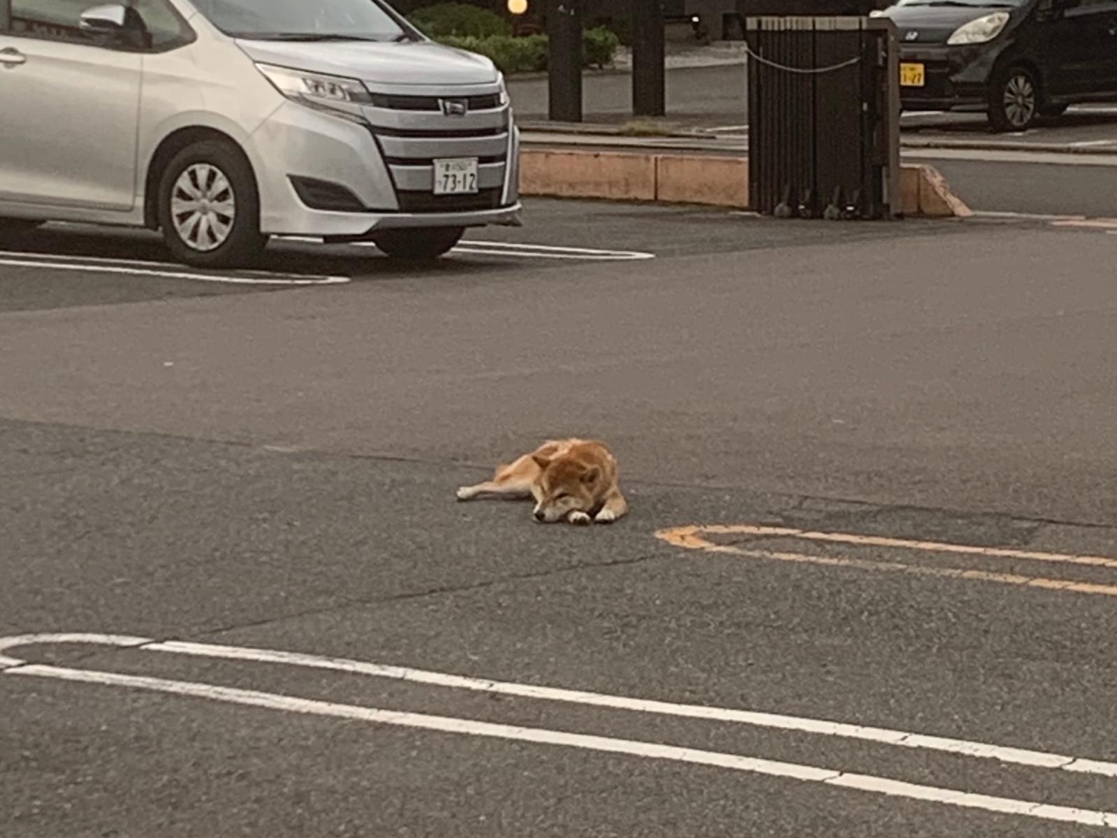 目撃された犬 目撃された犬