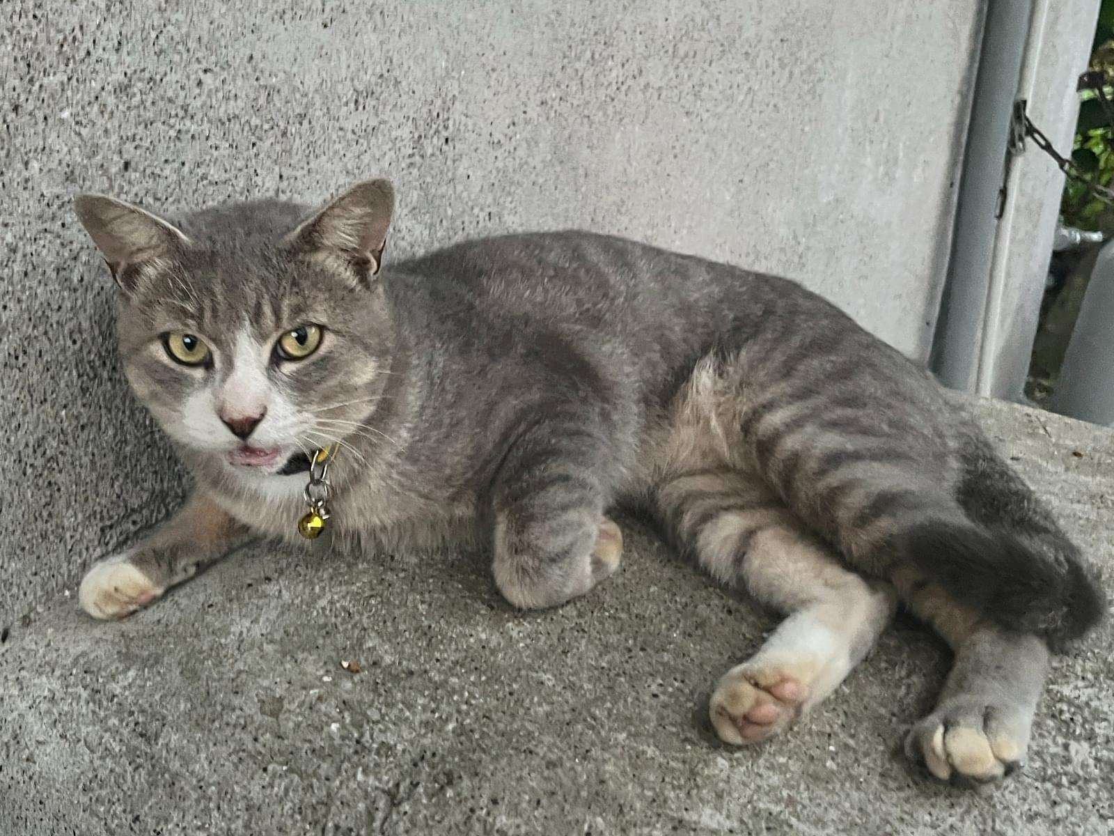 目撃された猫 目撃された猫