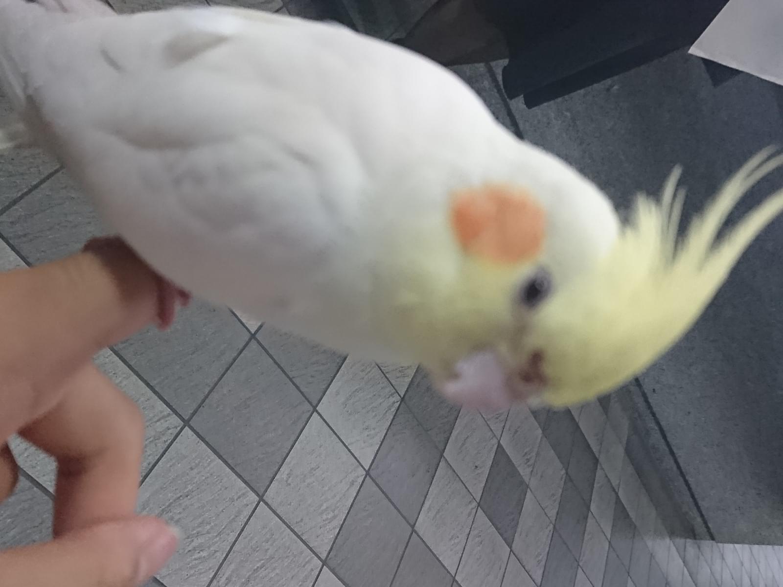 保護された鳥 保護された鳥